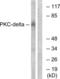 Protein Kinase C Delta antibody, LS-C118224, Lifespan Biosciences, Western Blot image 