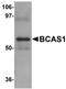 Breast Carcinoma Amplified Sequence 1 antibody, orb89858, Biorbyt, Western Blot image 