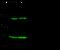 PMS1 Homolog 2, Mismatch Repair System Component antibody, 100999-T32, Sino Biological, Western Blot image 