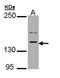 Contactin Associated Protein Like 2 antibody, PA5-28969, Invitrogen Antibodies, Western Blot image 