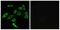 Taste 2 Receptor Member 3 antibody, A12110, Boster Biological Technology, Immunofluorescence image 