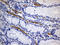 Angiotensin I Converting Enzyme antibody, LS-C799155, Lifespan Biosciences, Immunohistochemistry paraffin image 