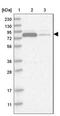 Acylaminoacyl-Peptide Hydrolase antibody, NBP1-85331, Novus Biologicals, Western Blot image 