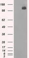 BUB1 Mitotic Checkpoint Serine/Threonine Kinase B antibody, TA500535S, Origene, Western Blot image 