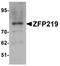 Zinc Finger Protein 219 antibody, A11822, Boster Biological Technology, Western Blot image 