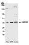 Heme Oxygenase 2 antibody, A305-354A, Bethyl Labs, Western Blot image 