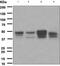 Cyclin E1 antibody, ab133266, Abcam, Western Blot image 