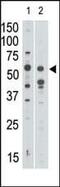 Sialic Acid Binding Ig Like Lectin 7 antibody, PA5-11679, Invitrogen Antibodies, Western Blot image 