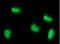 Histone H3 antibody, ADI-KAP-CC012-D, Enzo Life Sciences, Immunocytochemistry image 
