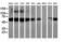 Histone Deacetylase 1 antibody, LS-C337194, Lifespan Biosciences, Western Blot image 