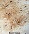 Fatty Acid Binding Protein 7 antibody, abx032383, Abbexa, Immunohistochemistry frozen image 