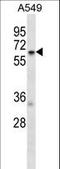 T-Complex 11 Like 2 antibody, LS-C157163, Lifespan Biosciences, Western Blot image 