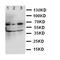 Guanylate Binding Protein 1 antibody, LS-C312707, Lifespan Biosciences, Western Blot image 