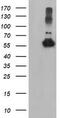 Tubulin Alpha Like 3 antibody, CF503939, Origene, Western Blot image 