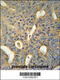 MICAL Like 1 antibody, 55-221, ProSci, Immunohistochemistry frozen image 