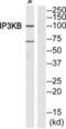 Inositol-Trisphosphate 3-Kinase B antibody, abx013449, Abbexa, Western Blot image 