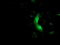 Muscle RAS Oncogene Homolog antibody, TA502864, Origene, Immunofluorescence image 