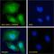 Tripartite Motif Containing 28 antibody, LS-B3928, Lifespan Biosciences, Immunofluorescence image 