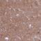 Phosphodiesterase 10A antibody, PA5-61465, Invitrogen Antibodies, Immunohistochemistry frozen image 