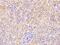 StAR Related Lipid Transfer Domain Containing 4 antibody, 105029-T08, Sino Biological, Immunohistochemistry frozen image 