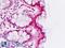 RAR Related Orphan Receptor A antibody, LS-B8962, Lifespan Biosciences, Immunohistochemistry paraffin image 
