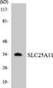 Solute Carrier Family 25 Member 11 antibody, LS-C200682, Lifespan Biosciences, Western Blot image 