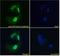 Protein Phosphatase 1 Regulatory Subunit 15A antibody, 45-649, ProSci, Immunofluorescence image 