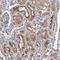 Tetratricopeptide Repeat Domain 17 antibody, NBP1-83816, Novus Biologicals, Immunohistochemistry paraffin image 