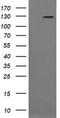 Phosphatidylinositol-4,5-Bisphosphate 3-Kinase Catalytic Subunit Gamma antibody, TA505224AM, Origene, Western Blot image 