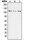TAO Kinase 3 antibody, orb215171, Biorbyt, Western Blot image 