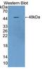 Serpin B4 antibody, LS-C372478, Lifespan Biosciences, Western Blot image 