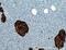 Chromogranin A antibody, 10529-1-AP, Proteintech Group, Immunohistochemistry paraffin image 