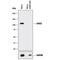 Signal Transducer And Activator Of Transcription 2 antibody, PAF-ST2, R&D Systems, Western Blot image 