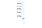 Endothelial differentiation-related factor 1 antibody, 28-730, ProSci, Western Blot image 