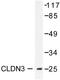 Claudin 3 antibody, LS-C175967, Lifespan Biosciences, Western Blot image 