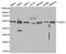 TNF Receptor Associated Factor 2 antibody, MBS126636, MyBioSource, Western Blot image 