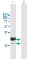 Rho Family GTPase 1 antibody, H00027289-B01P, Novus Biologicals, Western Blot image 