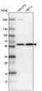 Integrator Complex Subunit 14 antibody, NBP1-90524, Novus Biologicals, Western Blot image 