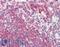 Latexin antibody, LS-B3422, Lifespan Biosciences, Immunohistochemistry paraffin image 