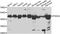 Phosphorylase Kinase Catalytic Subunit Gamma 2 antibody, A7337, ABclonal Technology, Western Blot image 