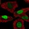 Transaldolase 1 antibody, NBP2-56305, Novus Biologicals, Immunofluorescence image 