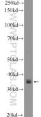 DnaJ Heat Shock Protein Family (Hsp40) Member B13 antibody, 25118-1-AP, Proteintech Group, Western Blot image 