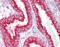 Cholinergic Receptor Nicotinic Beta 4 Subunit antibody, orb95328, Biorbyt, Immunohistochemistry paraffin image 