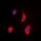Tensin 3 antibody, orb382465, Biorbyt, Immunofluorescence image 