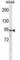 Plakophilin 3 antibody, abx028406, Abbexa, Western Blot image 