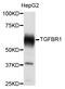 Transforming Growth Factor Beta Receptor 1 antibody, abx127118, Abbexa, Western Blot image 