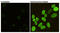 H2A Histone Family Member X antibody, STJ99252, St John