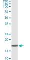 Apolipoprotein C4 antibody, H00000346-M01, Novus Biologicals, Immunoprecipitation image 