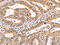 Neural Cell Adhesion Molecule 1 antibody, CSB-PA087056, Cusabio, Immunohistochemistry frozen image 