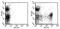 Lymphocyte antigen 6G antibody, 11-5931-82, Invitrogen Antibodies, Flow Cytometry image 